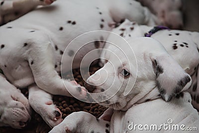 Cute, little baby Dalmatian puppy dog Stock Photo