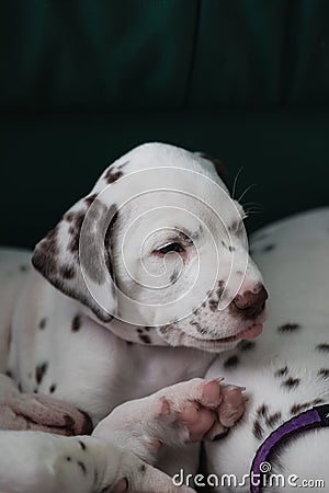 Cute, little baby Dalmatian puppy dog Stock Photo