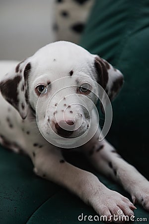 Cute, little baby Dalmatian puppy dog Stock Photo