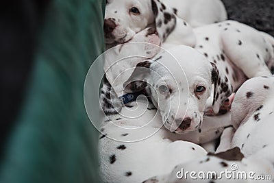Cute, little baby Dalmatian puppy dog Stock Photo