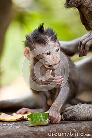 Cute little baby monkey Stock Photo