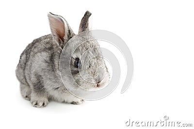 Cute little baby rabbit on white background, isolated Stock Photo