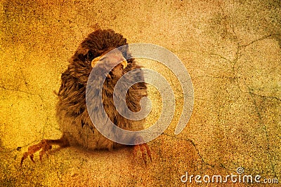 Cute little bird Stock Photo