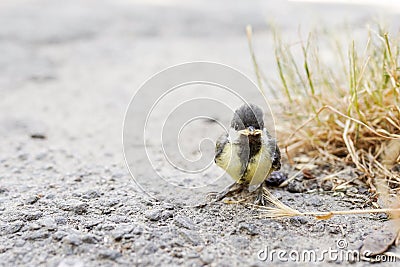 Cute little bird, Beautiful bird. Close up on bird nature background Stock Photo