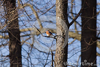 Little bluebird perched in a tree Stock Photo