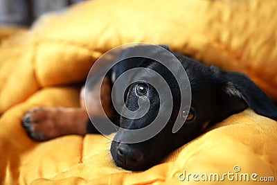 The cute little black pet dogs sleep Stock Photo