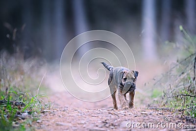 Cute little Border terrier puppy dog in the forest Stock Photo