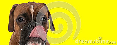 Cute little boxer dog on yellow background licking nose Stock Photo