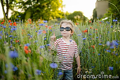 Cute little boy admiring poppy and knapweed flowers in blossoming poppy field on sunny summer day Stock Photo