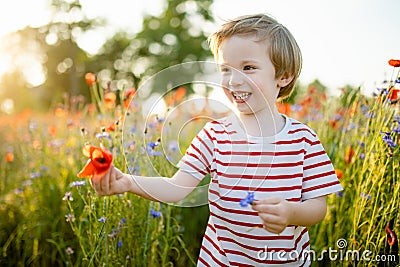 Cute little boy admiring poppy and knapweed flowers in blossoming poppy field on sunny summer day Stock Photo