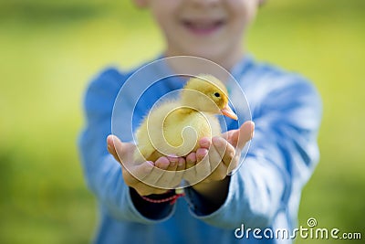 Cute little boy with ducklings springtime, playing together Stock Photo