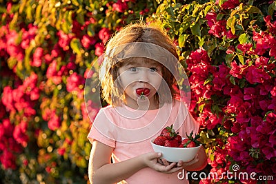 Cute little boy eating a strawberry. Happy little toddler boy picking and eating strawberries. Kid funny portrait. Stock Photo