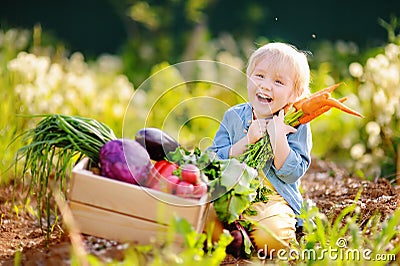 Cute little boy holding a bunch of fresh organic carrots in domestic garden Stock Photo