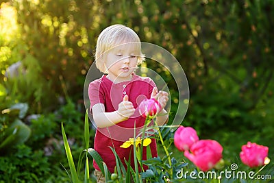 Cute little boy looking amazing purple and white peonies in sunny domestic garden. Stock Photo