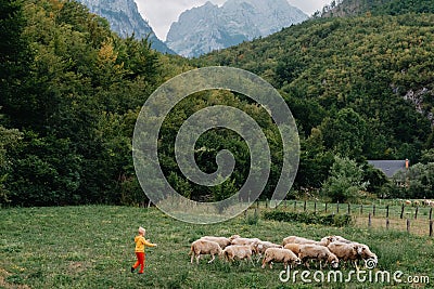 Cute little boy with a sheeps on farm, best friends, boy and lamb against the backdrop of greenery, poddy and child on Stock Photo