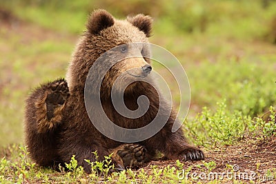 Cute little brown bear cub Stock Photo
