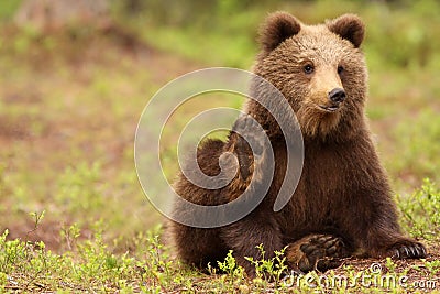 Cute little brown bear looking and waving at you Stock Photo