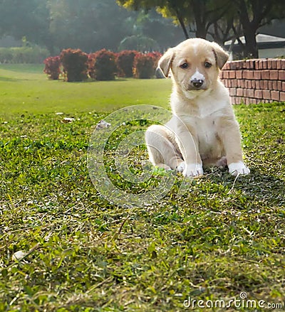 A cute little brown puppy playing on gardne grass on a winter morning. Pet rescue concept Stock Photo