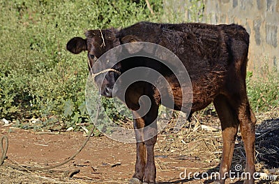 Cute little Calf standing on farmland on country side village Stock Photo