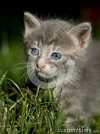 Cute little cat Stock Photo