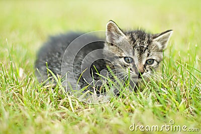 Cute little cat Stock Photo