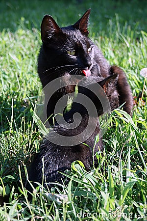 Cute little cats on the grass Stock Photo