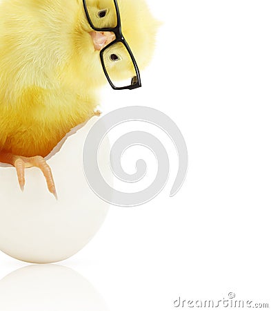 Cute little chicken coming out of a white egg Stock Photo