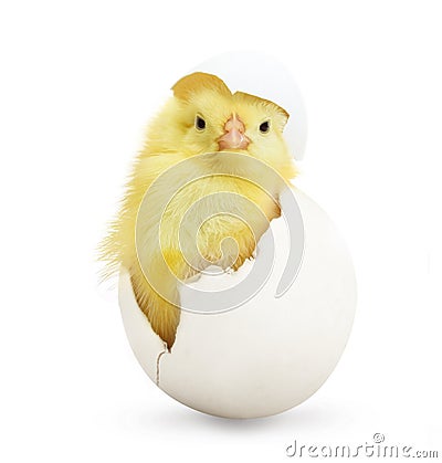 Cute little chicken coming out of a white egg Stock Photo