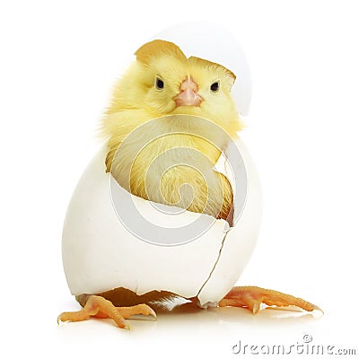 Cute little chicken coming out of a white egg Stock Photo