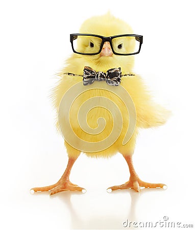 Cute little chicken in glasses Stock Photo