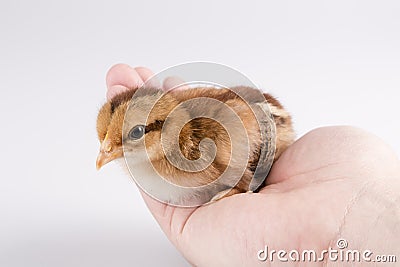 Cute little chicken in the hand isolated on white Stock Photo