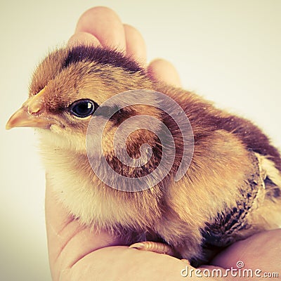 Cute little chicken in the hand isolated on white Stock Photo
