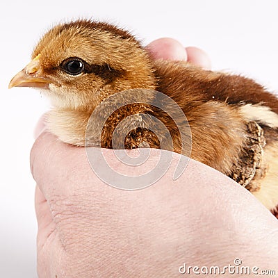 Cute little chicken in the hand isolated on white Stock Photo