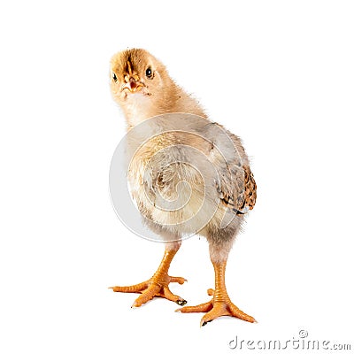Cute little chicken isolated on white Stock Photo