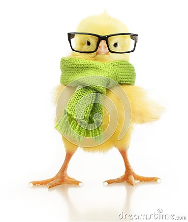 Cute little chicken isolated Stock Photo