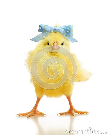 Cute little chicken isolated Stock Photo