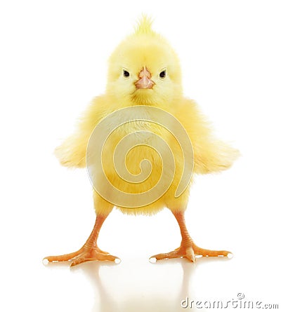 Cute little chicken isolated Stock Photo