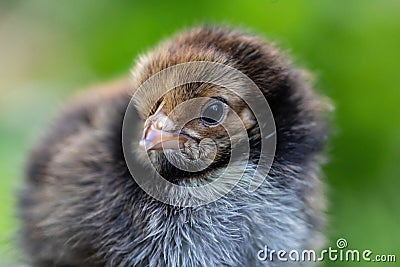 Cute little chicken portrait Stock Photo