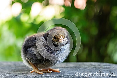 Cute little chicken portrait Stock Photo