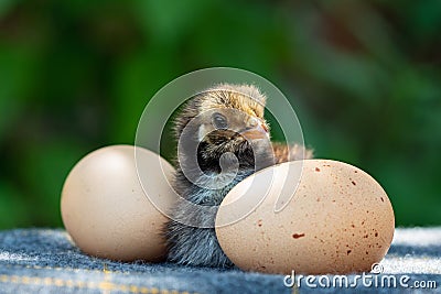 Cute little chicken and two eggs Stock Photo