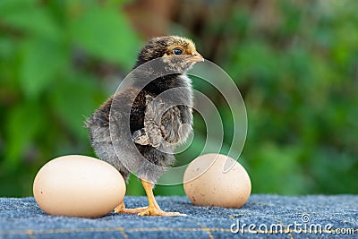 Cute little chicken and two eggs Stock Photo