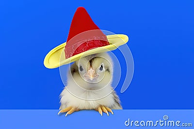 Cute little chicken wearing a hat on colored background with copy space. Stock Photo