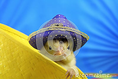 Cute little chicken wearing a hat on colored background with copy space. Stock Photo