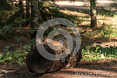 Cute little Chipmunk sitting on treestump fallen tree in the fall in algonquin national park ontario Canada Stock Photo