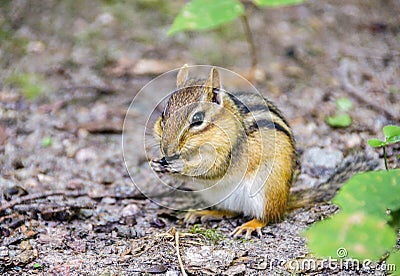 Cute little chipmunk stuffing its cheeks with nuts and seeds, Canada Stock Photo