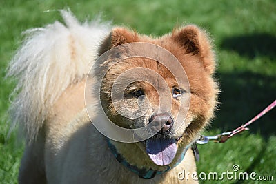 Cute Little Chow Panting in the Summer Stock Photo