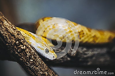 Cute little corn snake or Pantherophis Guttatus in a terrarium Stock Photo