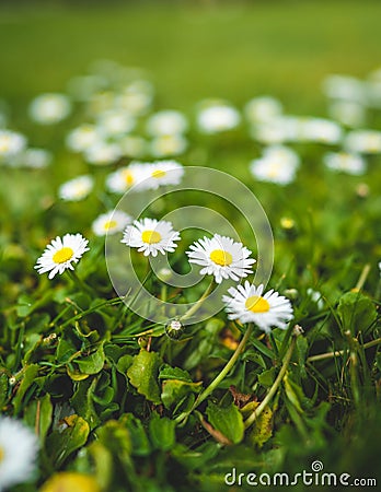 Cute little daisies isolated in vibrant green grass during spring with shallow dept of field creating beautiful bookah Stock Photo