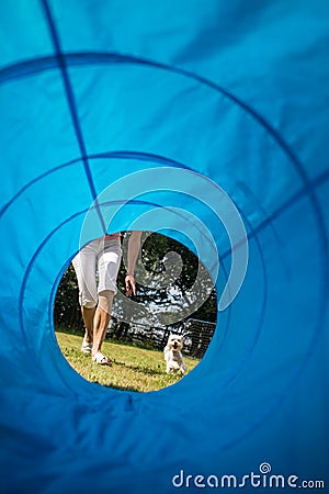 Cute little dog doing agility drill - running slalom Editorial Stock Photo