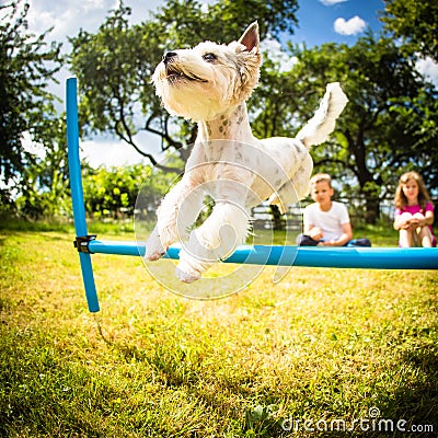 Cute little dog doing agility drill - running slalom Editorial Stock Photo